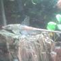 freshwater fish - rineloricaria fallax - whiptail pleco stocking in 30 gallons tank - my whiptail pleco