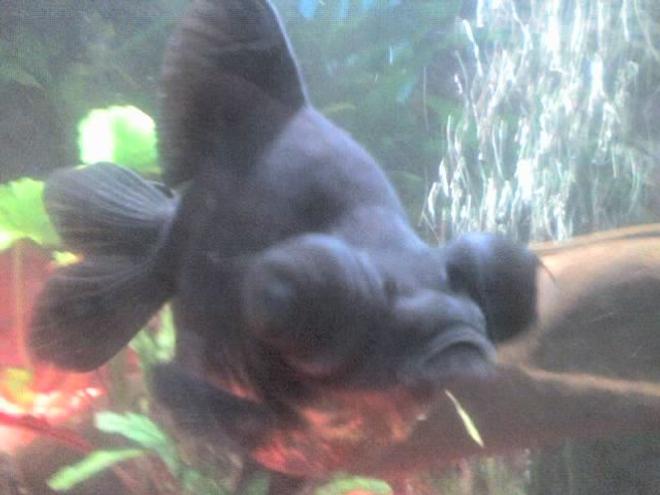 freshwater fish - carassius auratus - telescope goldfish stocking in 30 gallons tank - black knight my goldfish