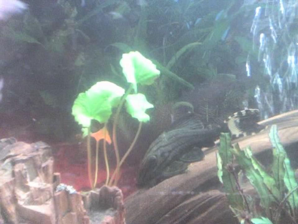 freshwater fish - panaque nigrolineatus - gold royal pleco (l-027) stocking in 30 gallons tank - my pleco