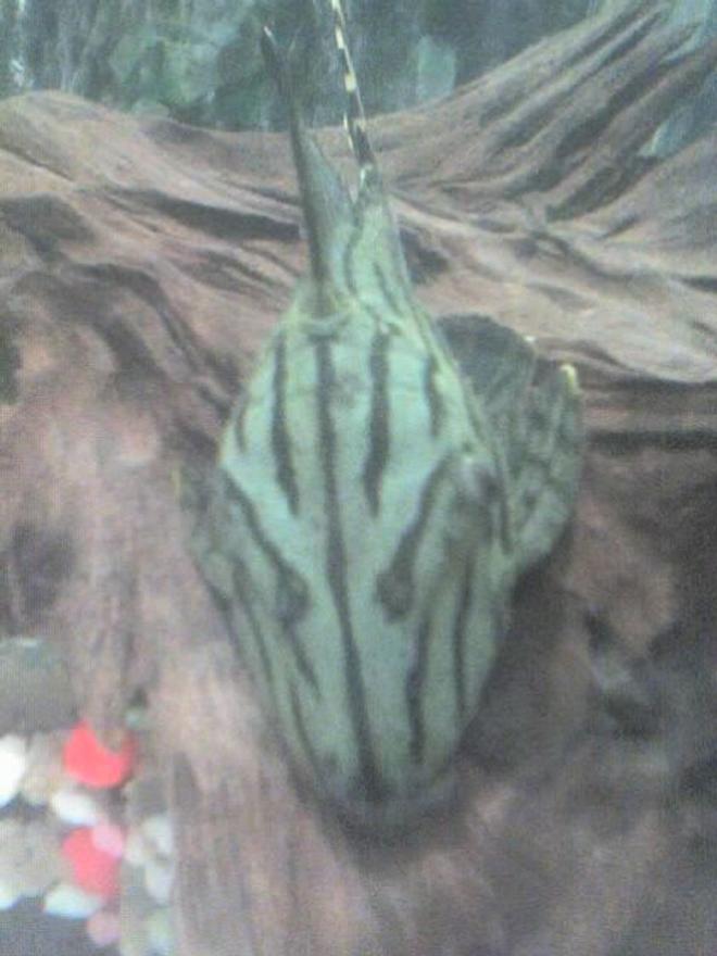 freshwater fish - panaque nigrolineatus - royal pleco (l-191) stocking in 30 gallons tank - my pleco