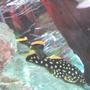 freshwater fish - baryancistrus sp. - gold nugget pleco (l-18) stocking in 30 gallons tank - my plecos