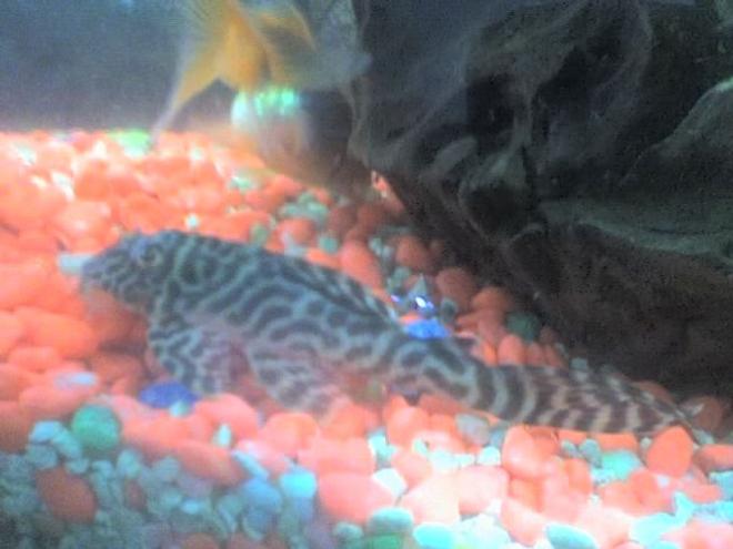freshwater fish - hypancistrus sp. - queen arabesque pleco stocking in 30 gallons tank - my pleco other side view