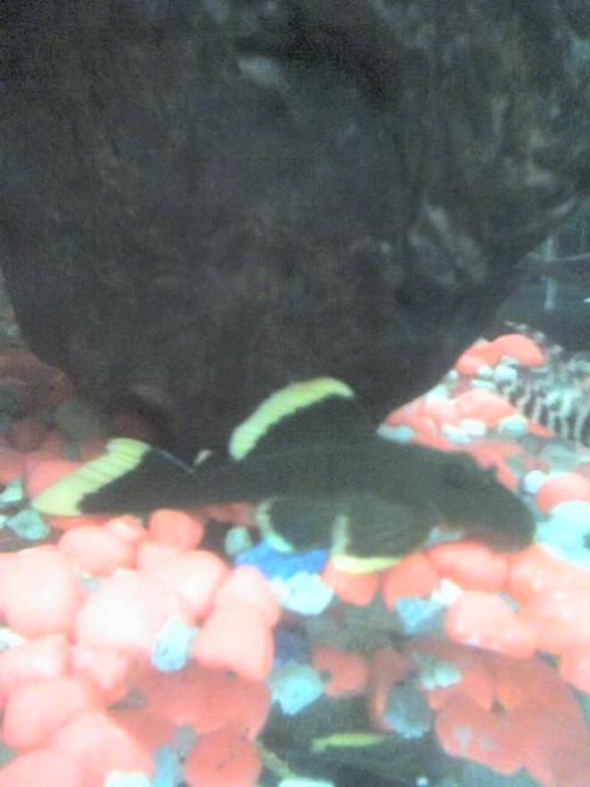 freshwater fish - hypostomus plecostomus - suckermouth catfish stocking in 30 gallons tank - my pleco