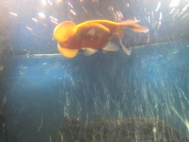 freshwater fish - carassius auratus - oranda goldfish stocking in 30 gallons tank - my goldfish