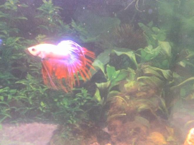 freshwater fish - betta splendens - crown tail betta stocking in 30 gallons tank - my betta
