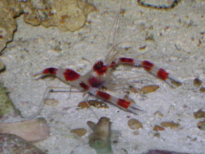 corals inverts - stenopus hispidus - banded coral shrimp stocking in 24 gallons tank - Coral Banded Shrimp (Boxer Shrimp)