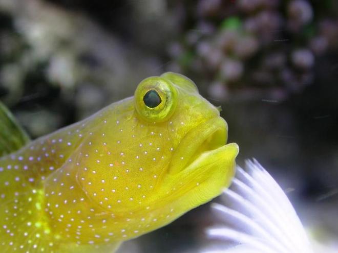 saltwater fish - gobiodon okinawae - clown goby, yellow stocking in 160 gallons tank - A close up on a gobie