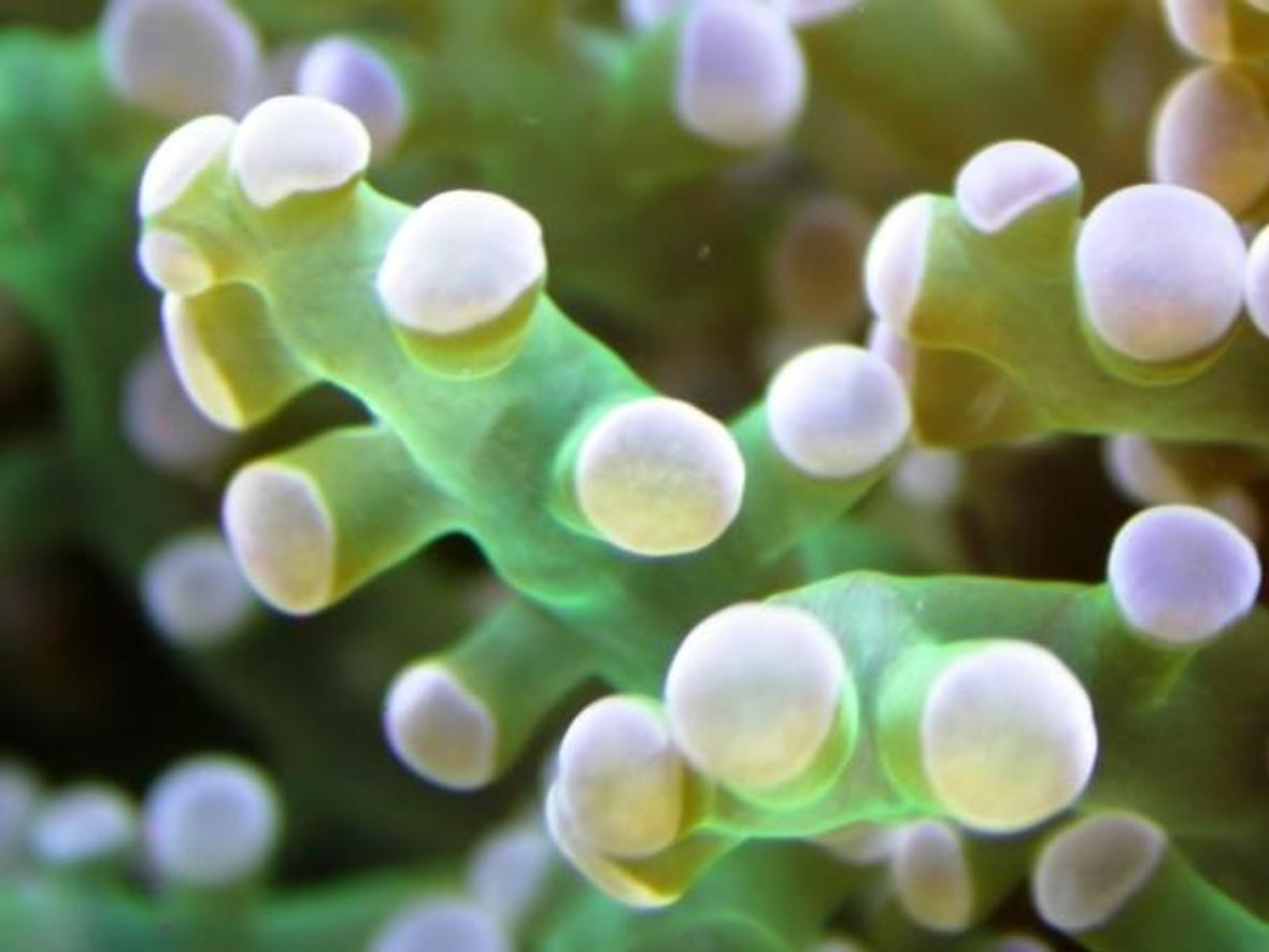 corals inverts - euphyllia paradivisa - frogspawn coral stocking in 160 gallons tank - Close up on an Euphillia