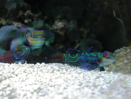 saltwater fish - synchiropus splendidus - green mandarin stocking in 160 gallons tank - A couple of Synchiropus splendidus.