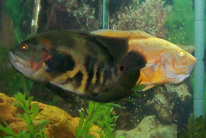 freshwater fish - astronotus ocellatus - tiger oscar stocking in 90 gallons tank - 10.5" Tiger Oscar about a year old along with the Albino Oscar, in my 90 gallon.