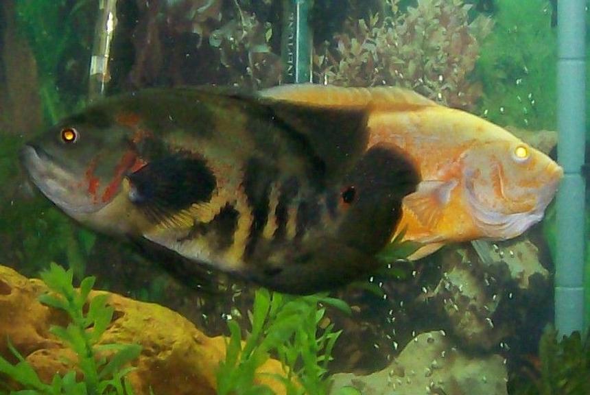 Rated #86: Freshwater Fish - Astronotus Ocellatus - Tiger Oscar Stocking In 90 Gallons Tank - 10.5" Tiger Oscar about a year old along with the Albino Oscar, in my 90 gallon.