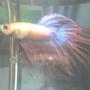 freshwater fish - betta splendens - crown tail betta stocking in 30 gallons tank - my betta