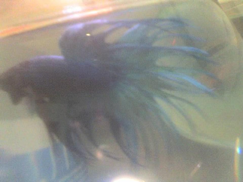 freshwater fish - betta splendens - crown tail betta stocking in 30 gallons tank - my betta