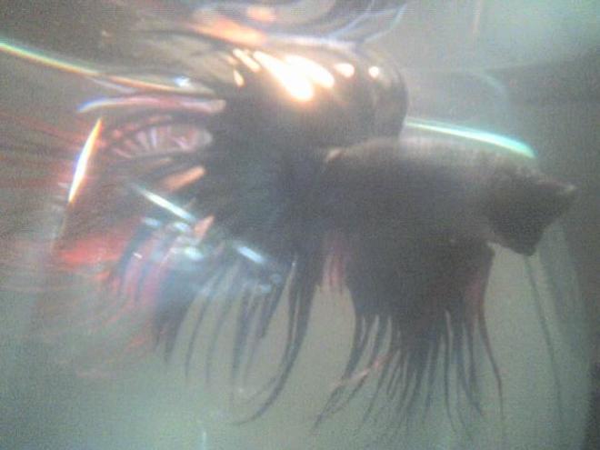 freshwater fish - betta splendens - crown tail betta stocking in 30 gallons tank - my betta