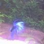freshwater fish - betta splendens - crown tail betta stocking in 30 gallons tank - my betta