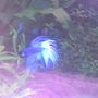 freshwater fish - betta splendens - crown tail betta stocking in 30 gallons tank - my betta
