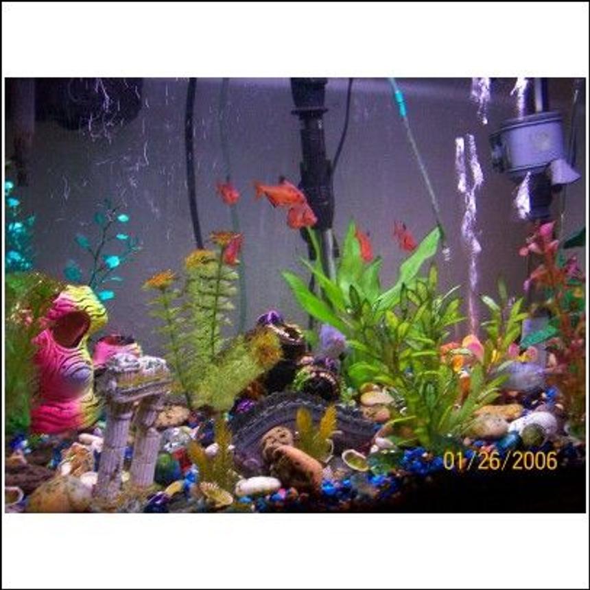 Rated #4011: 29 Gallons Freshwater Fish Tank - My 29gal
this is my tropical fish tank i have 
1 black knife ghost, 1 peacock eel, 6 red and black barbs, 1 sucker fish, and 7 gouramis