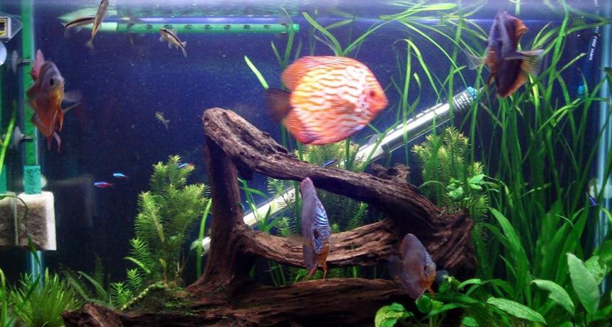 Rated #134: 55 Gallons Planted Tank - My 55gal Discus Tank
