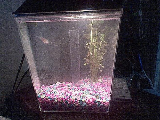 1 gallon planted tank (mostly live plants and fish) - '