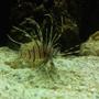 saltwater fish - pterois volitans - volitan lionfish stocking in 125 gallons tank - Volatile lion fish