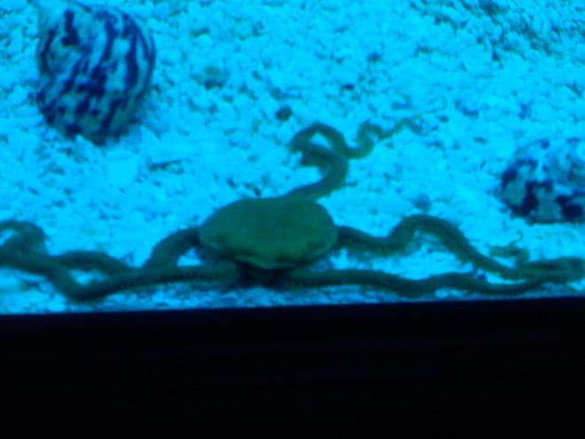 corals inverts - ophiothrix sp. - brittle sea star stocking in 125 gallons tank - Brittle Star
