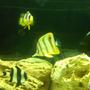 saltwater fish - chelmon rostratus - copperband butterflyfish stocking in 125 gallons tank - Copper banded butterfly and clarki clown fish