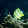 saltwater fish - chelmon rostratus - copperband butterflyfish stocking in 125 gallons tank - Copper banded butterfly