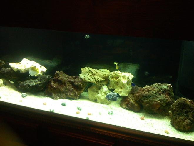 125 gallons saltwater fish tank (mostly fish, little/no live coral) - One happy family two