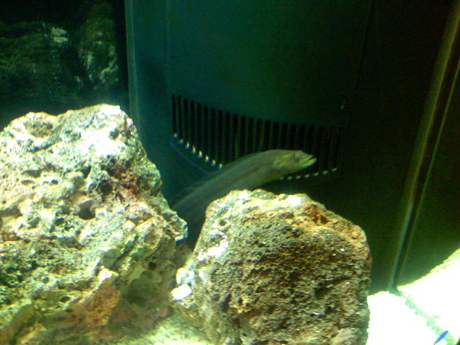 125 gallons saltwater fish tank (mostly fish, little/no live coral) - Green Wolf EEl