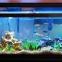 75 gallons freshwater fish tank (mostly fish and non-living decorations) - sunlight setting