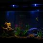 75 gallons freshwater fish tank (mostly fish and non-living decorations) - moonlight setting