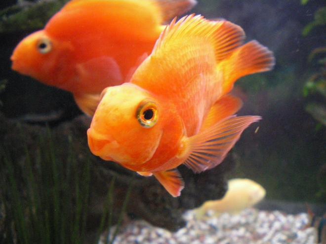 freshwater fish - heros severus x amphilophus citrinellum - blood parrot stocking in 75 gallons tank - my two parrot fish