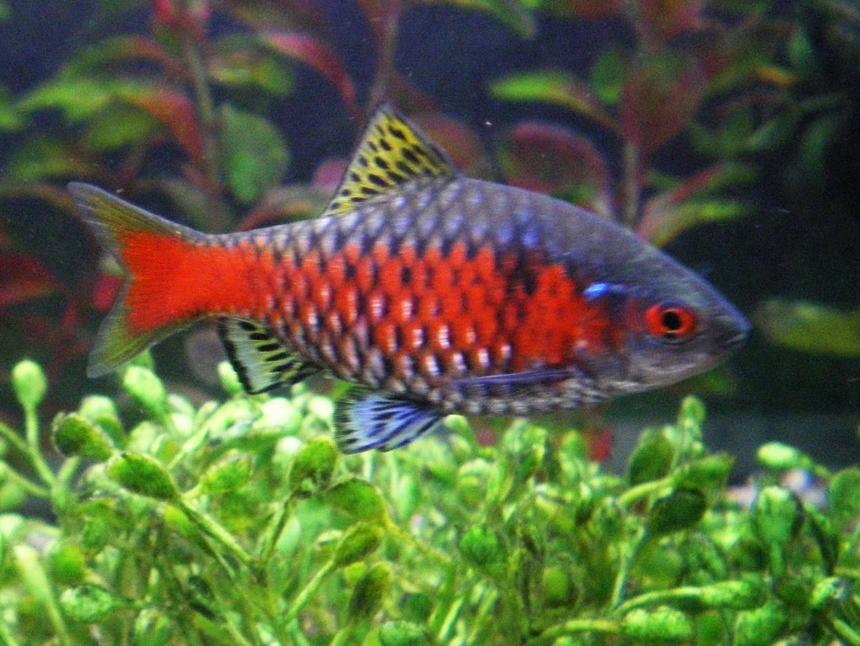 Rated #529: Freshwater Fish - Puntius Conchonius - Rosy Barb Stocking In 75 Gallons Tank - my barbs in prime health