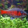 freshwater fish - puntius conchonius - rosy barb stocking in 75 gallons tank - my barbs in prime health
