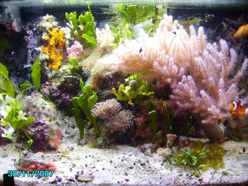 Rated #134: 10 Gallons Reef Tank - 10 gal. running for 3 years