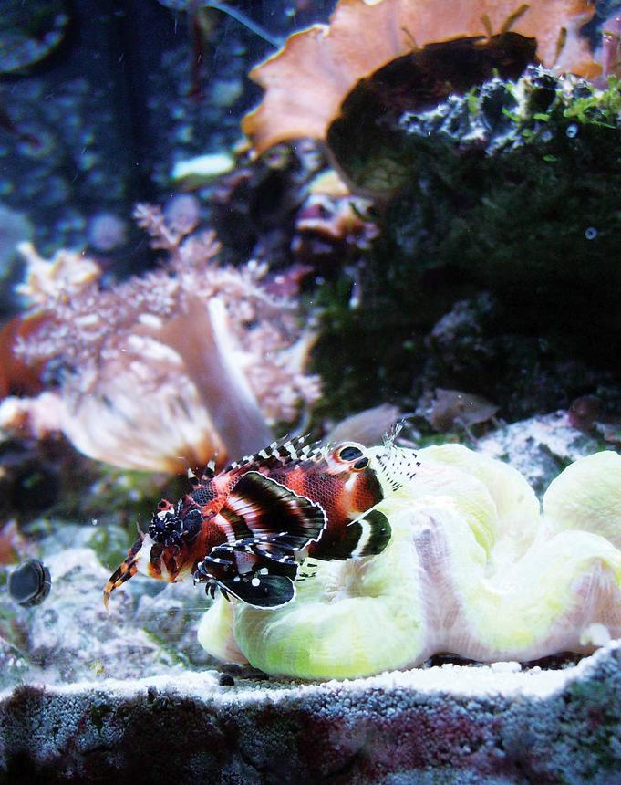 saltwater fish - dendrochirus biocellatus - fu manchu lionfish stocking in 24 gallons tank - Lion fish (fire fish) this is a cool addition to any reef tank