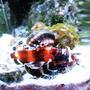 saltwater fish - dendrochirus biocellatus - fu manchu lionfish stocking in 24 gallons tank - Lion w polyps. This fish is sick!