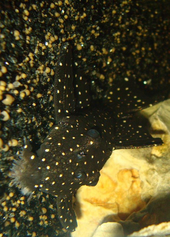 freshwater fish - leporacanthicus galaxias - galaxy pleco (l240) stocking in 138 gallons tank - My Leporacanthicus Galaxy pleco (L240)