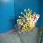 saltwater fish - dendrochirus brachypterus - fuzzy dwarf lionfish stocking in 120 gallons tank - Yellow Lionfish!