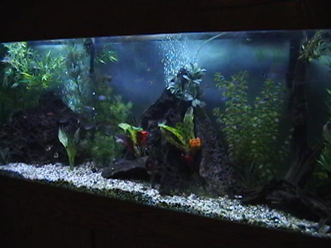 150 gallons freshwater fish tank (mostly fish and non-living decorations) - 150 gallon freshwater