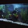 150 gallons freshwater fish tank (mostly fish and non-living decorations) - 150 gallon freshwater