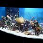 72 gallons reef tank (mostly live coral and fish) - Heres my tank Hope you enjoy.