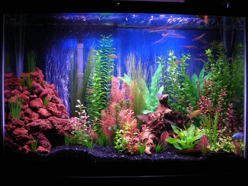 Rated #46: 45 Gallons Freshwater Fish Tank - 45g community, My first tank attempt so comments and suggestions greatly appreciated