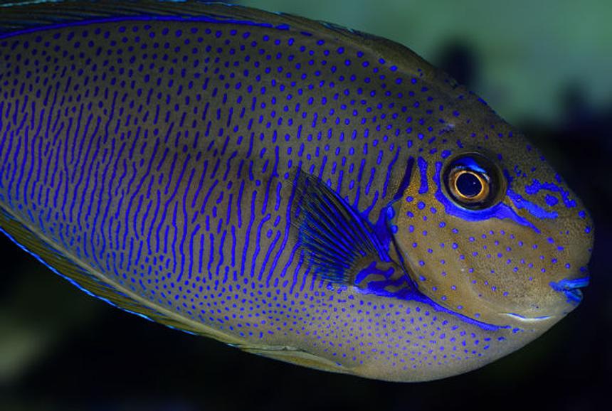 Rated #8: Saltwater Fish - Naso Vlamingii - Vlamingii Tang Stocking In 210 Gallons Tank - Vlamingi Tang