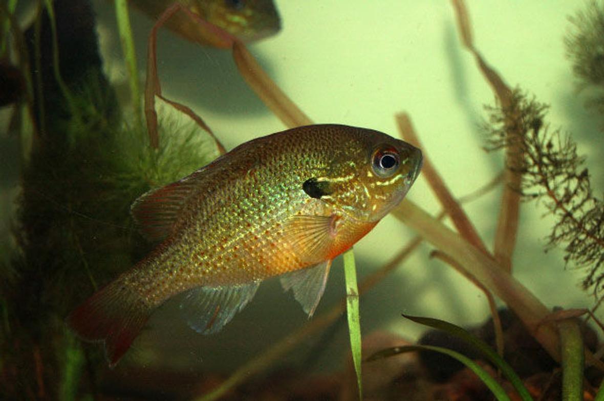 freshwater fish - lepomis gibbosus - pumpkinseed stocking in 55 gallons tank - Pumpkinseed