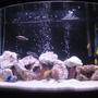 fish tank picture - We now have converted our 28 gallon tank from having platys in it to now African Cichlids in it! They are great fish to have and are so pretty!!