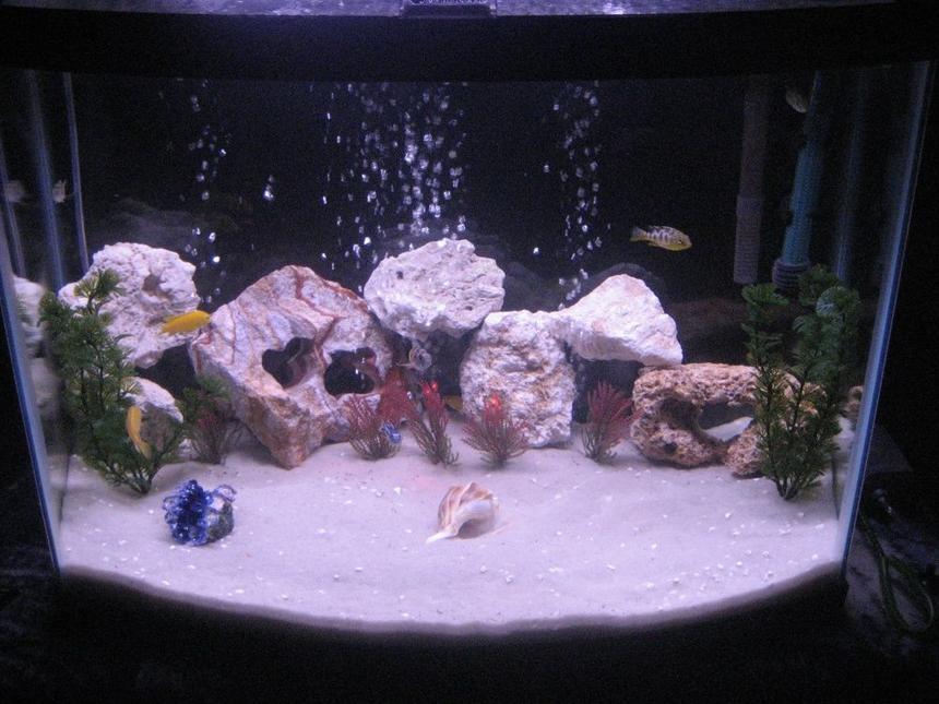 Rated #212: 28 Gallons Freshwater Fish Tank - Here is another picture of our 28 gallon!  We just added some fake plants..There are I think 8 African Chicilids!  They are wonderful to have and are very rambunctious!