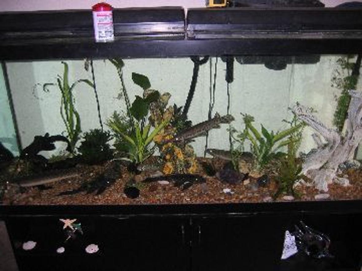 120 gallons planted tank (mostly live plants and fish) - 120 gallons with two 1000 cascade under the tank filters.