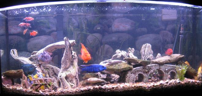 70 gallons freshwater fish tank (mostly fish and non-living decorations) - Cichlids:
2 - Jack Dempseys (Jack & JJ)
1 - Yellow Lab (Stripe)
1 - Super VC10 (Spot)
1 - Hap Ahli (Ice)
1 - Tropheus duboisi (Ringo)
1 - Julidochromis marlieri Burundi (Grid)
1 - Blood Parrot (Bubbles)
1 - Hemichromis stellifer (Jewel)

Other:
2 - Green corys
1 - pleco (free, must pick up)
2 - rosy barbs (will be eaten soon)
4 - algae eaters (transferred from dismantled tanks)
3 - prawn (now big enough to fend off the big guys)