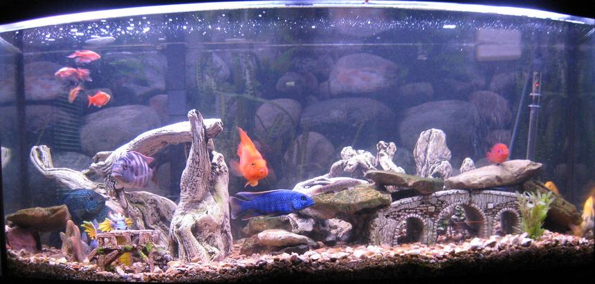 Rated #191: 70 Gallons Freshwater Fish Tank - Cichlids:
2 - Jack Dempseys (Jack & JJ)
1 - Yellow Lab (Stripe)
1 - Super VC10 (Spot)
1 - Hap Ahli (Ice)
1 - Tropheus duboisi (Ringo)
1 - Julidochromis marlieri Burundi (Grid)
1 - Blood Parrot (Bubbles)
1 - Hemichromis stellifer (Jewel)

Other:
2 - Green corys
1 - pleco (free, must pick up)
2 - rosy barbs (will be eaten soon)
4 - algae eaters (transferred from dismantled tanks)
3 - prawn (now big enough to fend off the big guys)